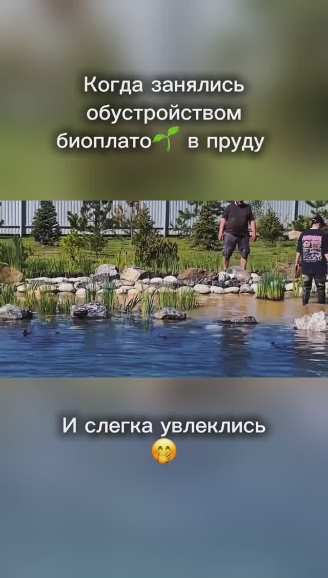 Высшие растения для пруда