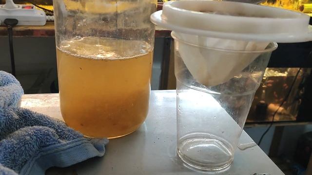 Уксусная угрица самая стабильная культура и живой стартовый корм для малька