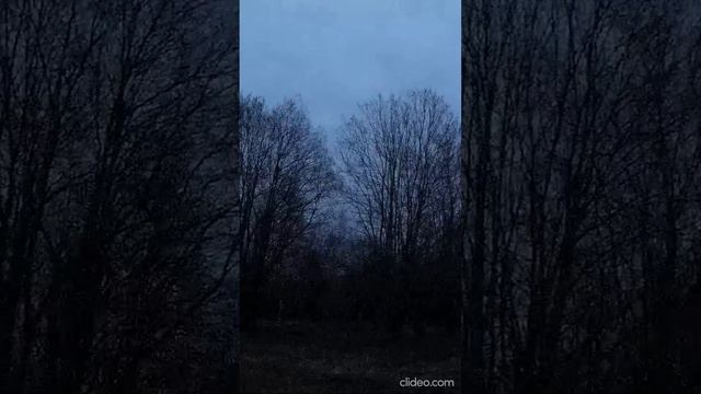 Вальдшнеп с Флипером Весна 24