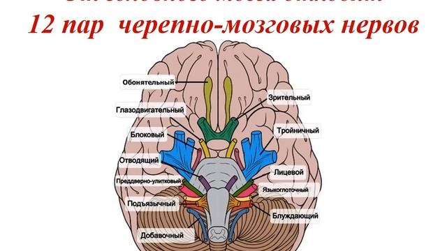 2 урок ОГН 10 Строение и функции головного мозга