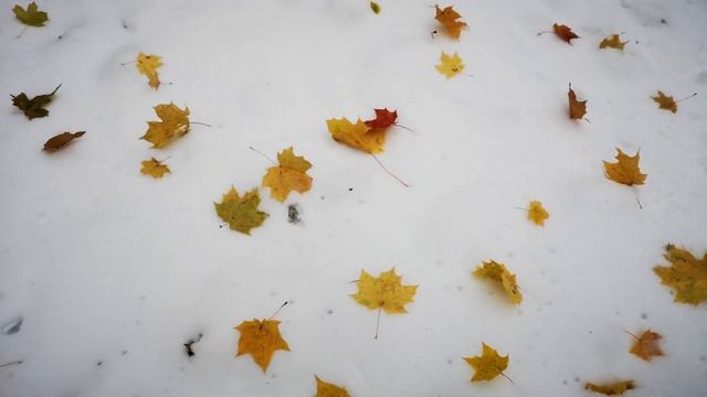 Кленовый ковёр осень-зима 2023 + сюрприз в конце ? Maple carpet autumn-winter 2023 + end surprise