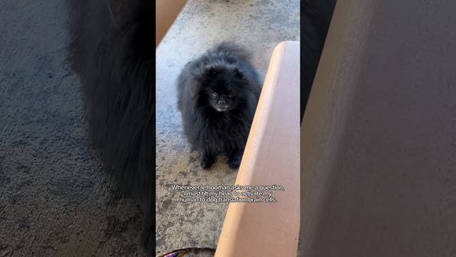 *aggressive head tilt* #pomeranian  #cuteanimals
