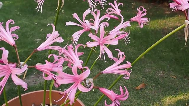 Jak uprawiać nerine bowdenii w donicy jako roślinę tarasową