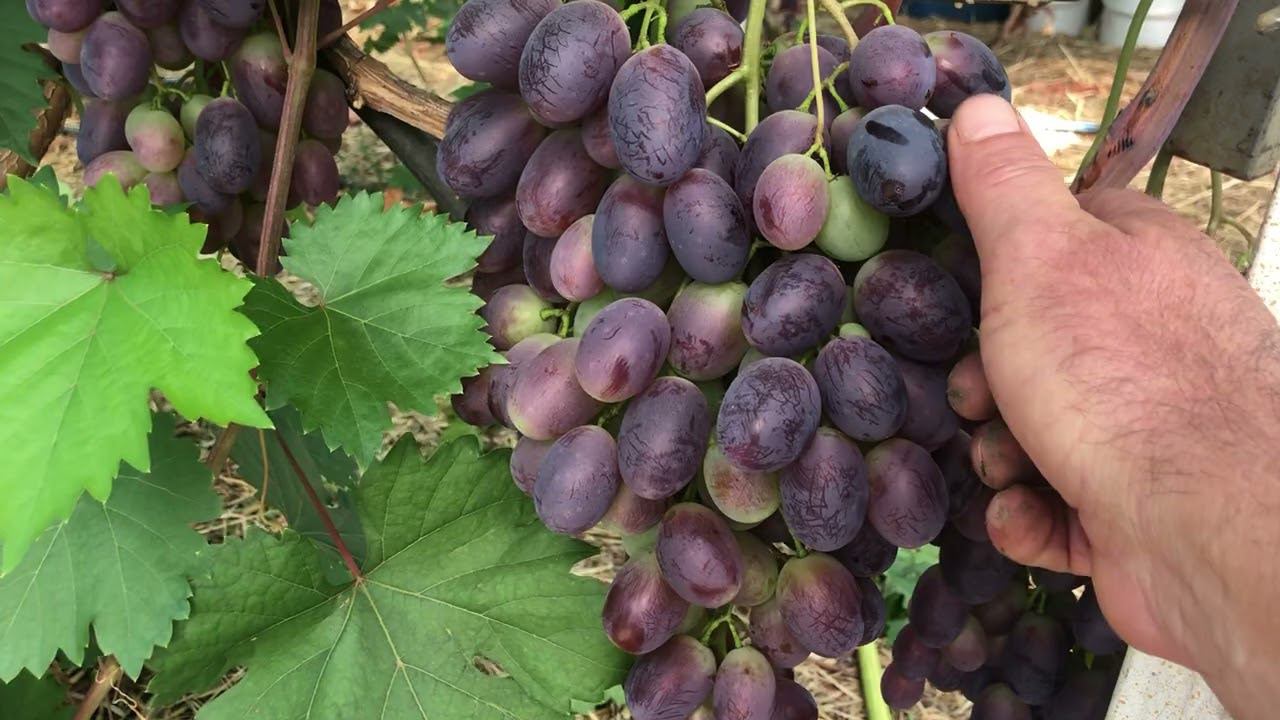 Вянут кисти винограда, одна из причин.
