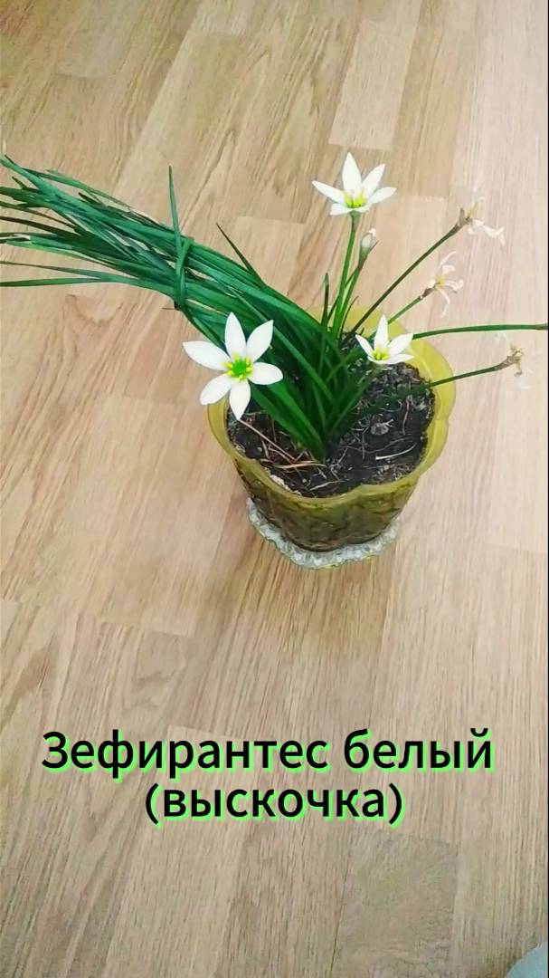 Зефирантес белый (выскочка).