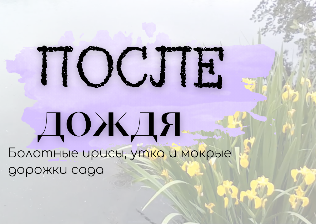 После дождя. Рубцовск