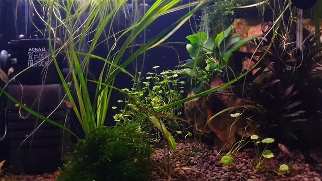ASMR Relaxing Aquarium with quiet, calm relaxing music. For strees reduction and better sleep