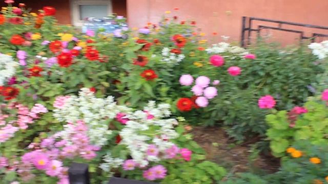 Палисад на Рублевке. Однолетние и многолетние цветы.