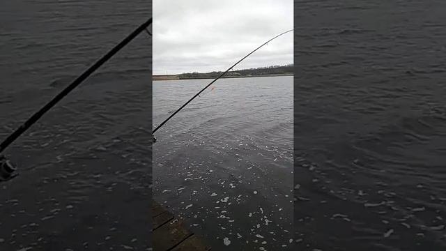 Как надо ловить рыбу.