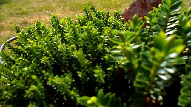 Hebe Plant Mix