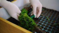 i made a terrarium in a picture frame (shadow box) diy living wall