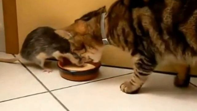 крыса отнимает еду у кошки