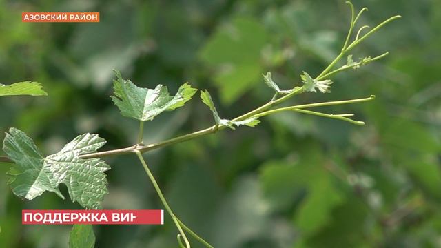 О развитии виноградарства рассказали представители отрасли советнику губернатора В. Абрамченко