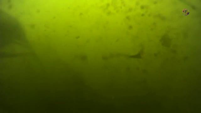 На Озере, май. Под водой. ВОПРОС: Какая рыба на 33-й секунде видео ? Рыбалка. fishing