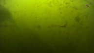 На Озере, май. Под водой. ВОПРОС: Какая рыба на 33-й секунде видео ? Рыбалка. fishing