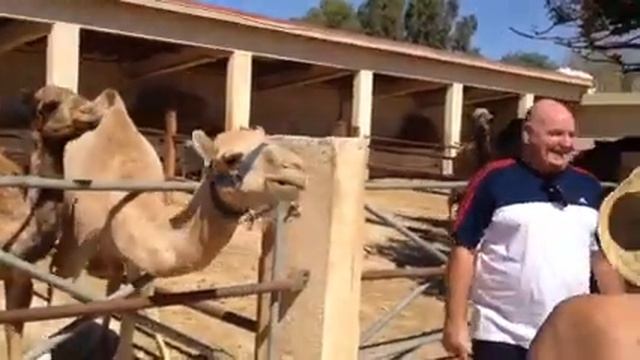 Camel Park in Cyprus