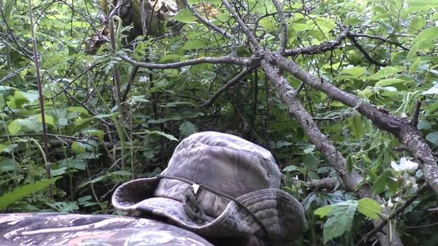 Жулан у дороги 160613 1 23Pa770 13 Slowmo   самка атакует  В ЗАТЫЛОК ОТЛИЧНО
