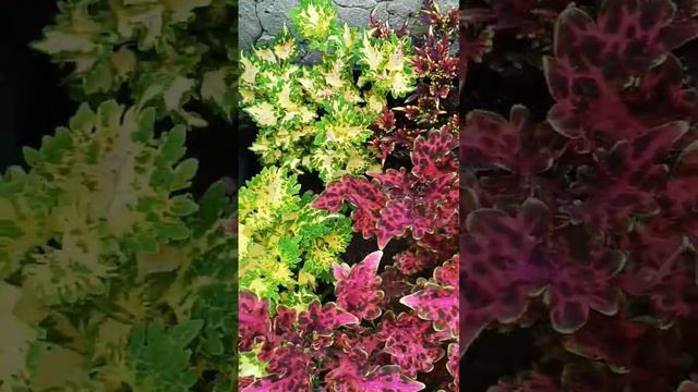 Колеусы , мои антидепрессанты ! #сад #урожайныйогород #цветы #колеус #coleus #продажа #семена