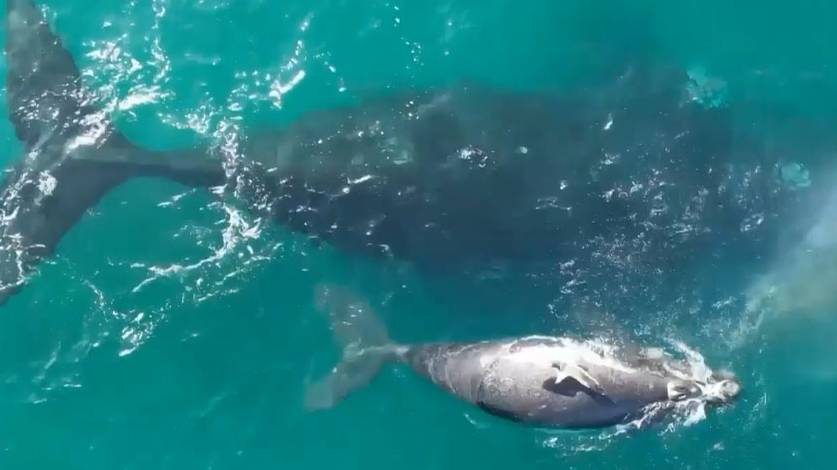 Туристы съезжаются в Аргентину, чтобы посмотреть, как рождаются киты