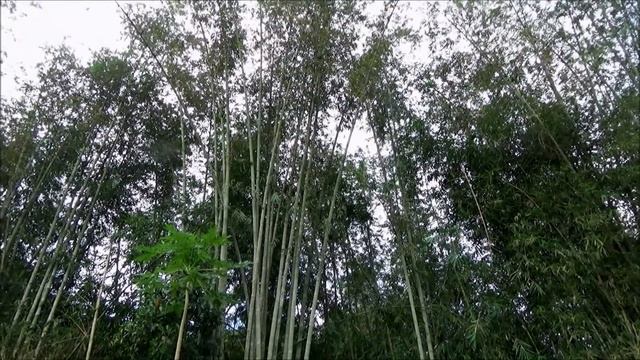 Giant bamboo (Dendrocalamus asper) - part 2