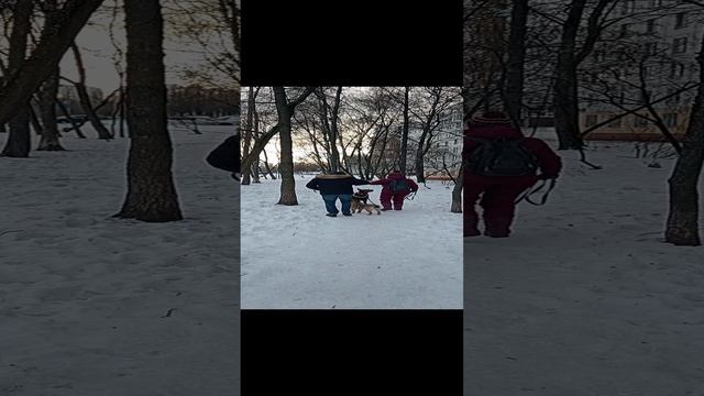 Щенок и взрослая собака. Реакция на петарды