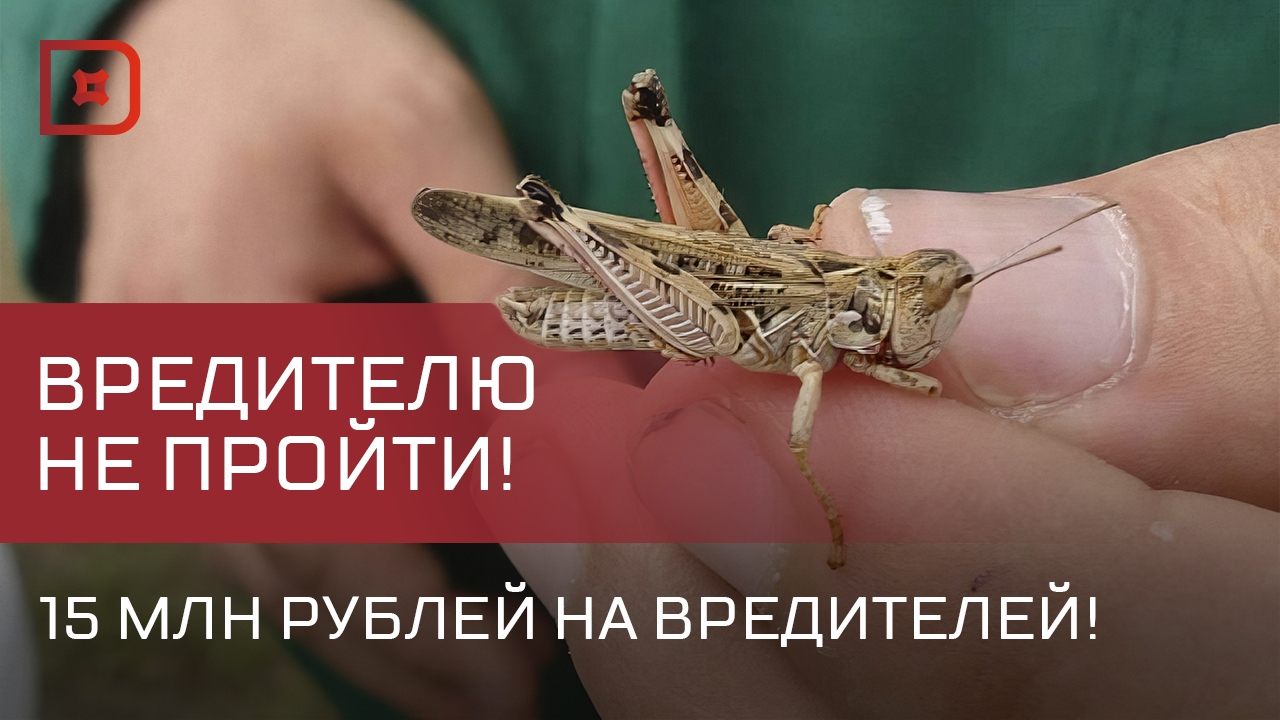 В Дагестане от саранчи обработают почти 50 тыс. га