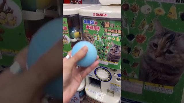 Хотеть: в Японии появились автоматы с рандомными мемными котами