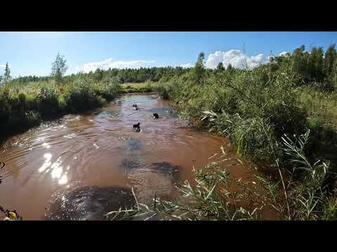 Медведи добрались до воды.