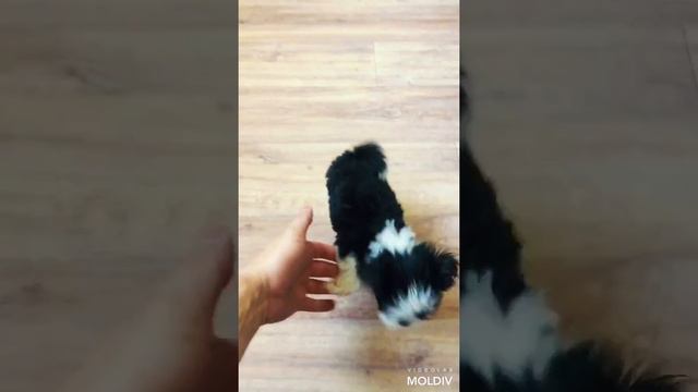 Щенок Бивер Йорк