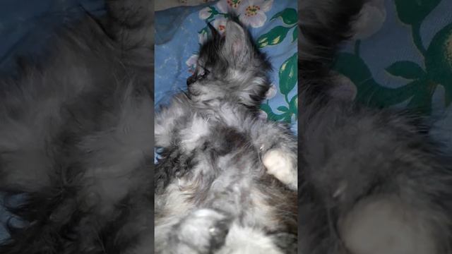 Нежность нежная) котенок мейн-кун из питомника VORKUN