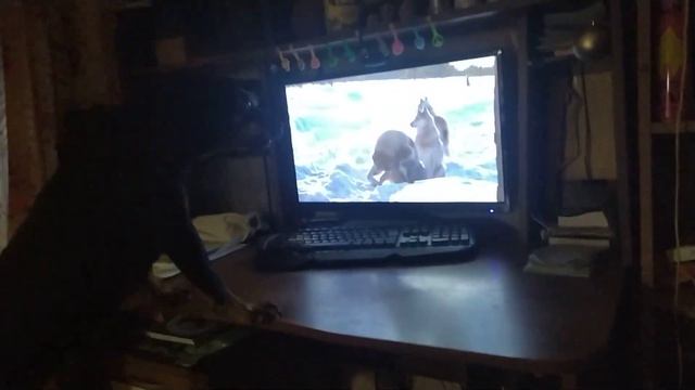 Ягдтерьер очень пристально и в нимательно смотрит канал про животных.