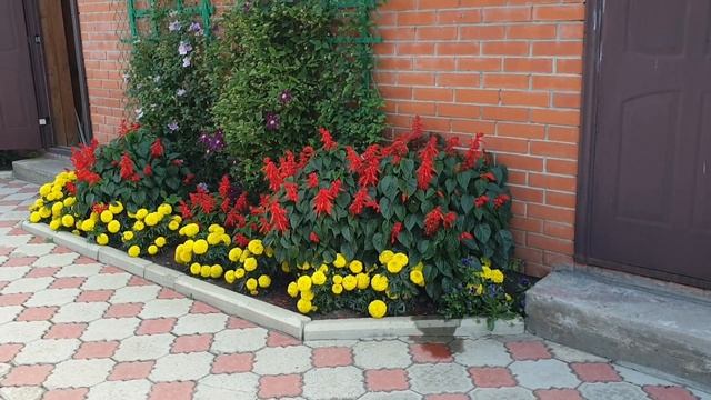 ?????Марафон-длинною в лето.Мой цветущий двор.