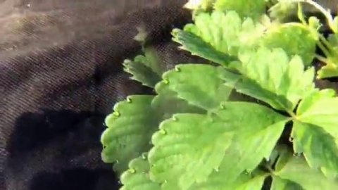 ➽ Обзор Комплекта линз для смартфона с AliExpress | 10 in 1 Cellphone Lens