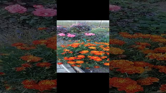 VID_20240915_174149.mp4