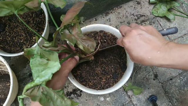 Perbanyakan syngonium Maria allusion||Propagation  syngonium