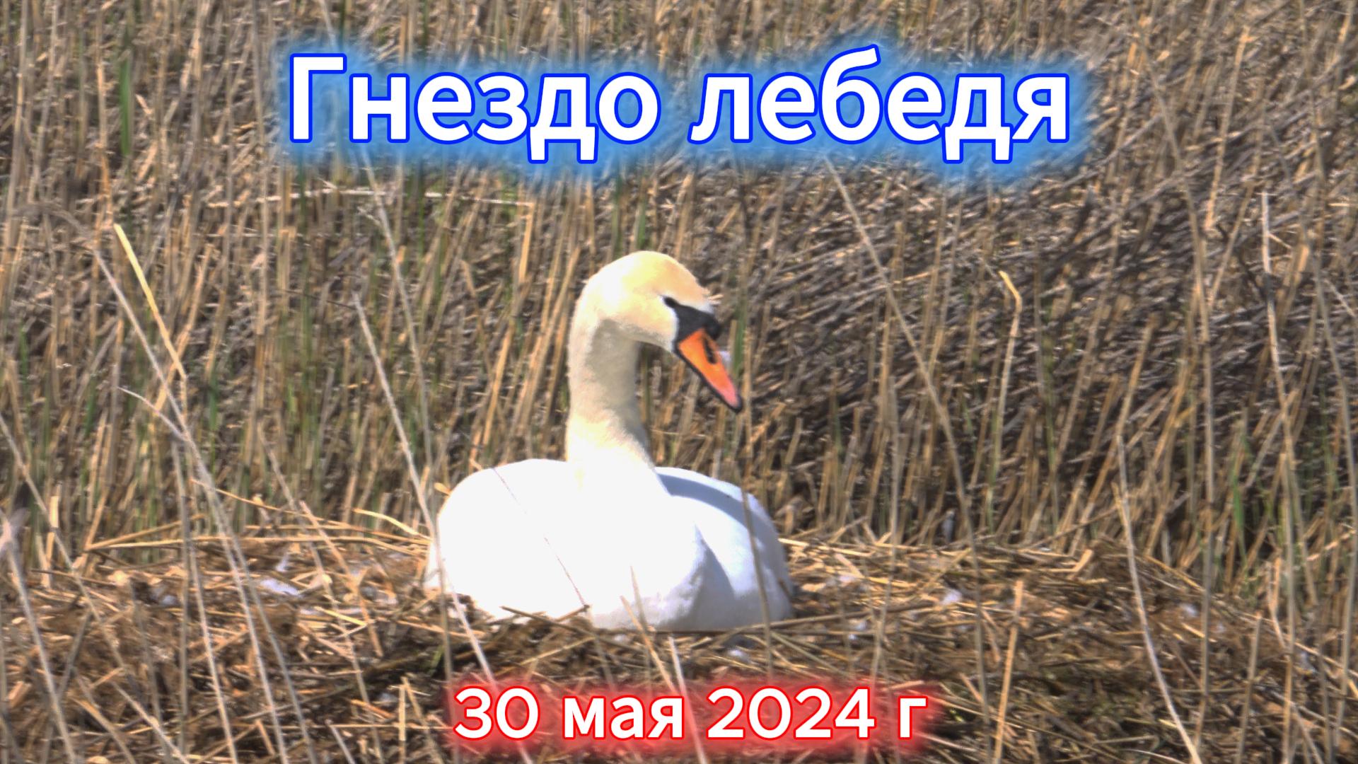 Лебедь в гнезде у дороги 30 мая 2024 г
