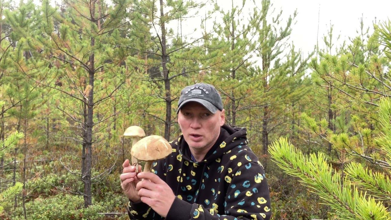 Грибной экспресс-сбор