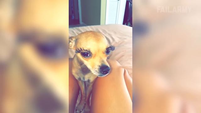 Funny Pet Fails: Funniest Pet Video Compilation