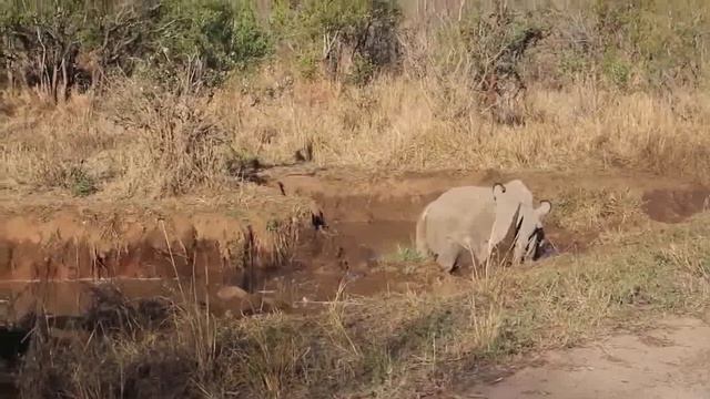 Дикие животные играют, дерутся одни из крупнейших африканских животных
