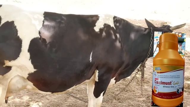 Vet-Calcium:- Calcimust Gold RF||Suspension of Calcium, Phosphorus, Vitamins, With Chelated ka Use