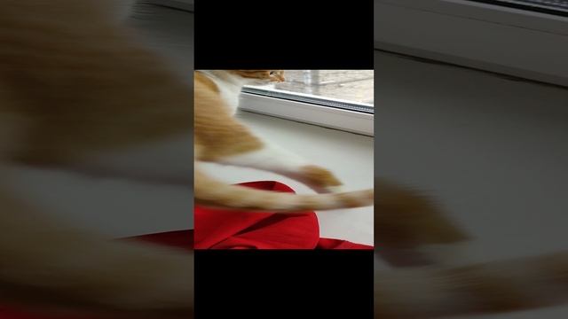 Приключения Степана