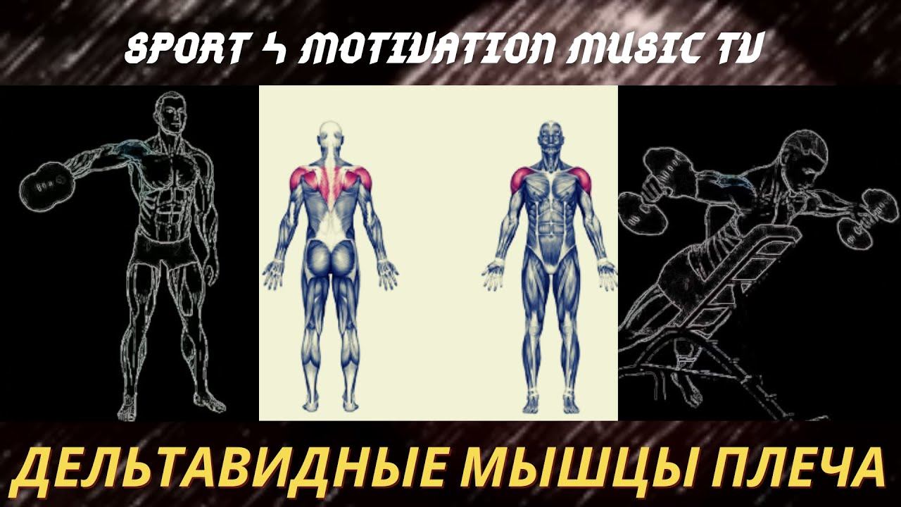 Отведение руки в сторону с гантелями. Как накачать плечи. Тренировка дельтовидных мышц.