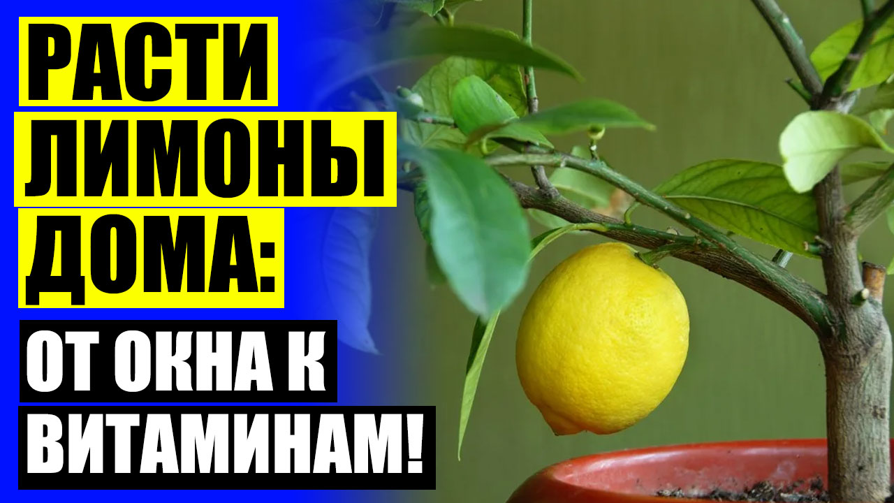 ⚠ Дерево из семечки 😎 Посадка лимонов в домашних условиях ⚪