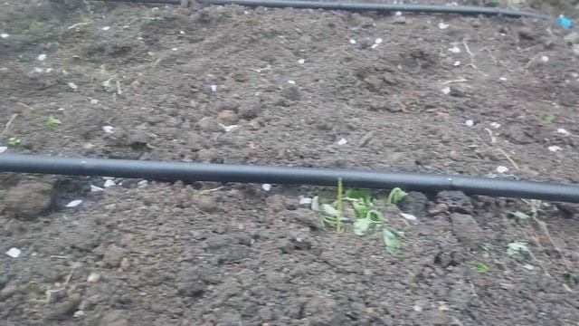 Собрал капельный полив своими руками