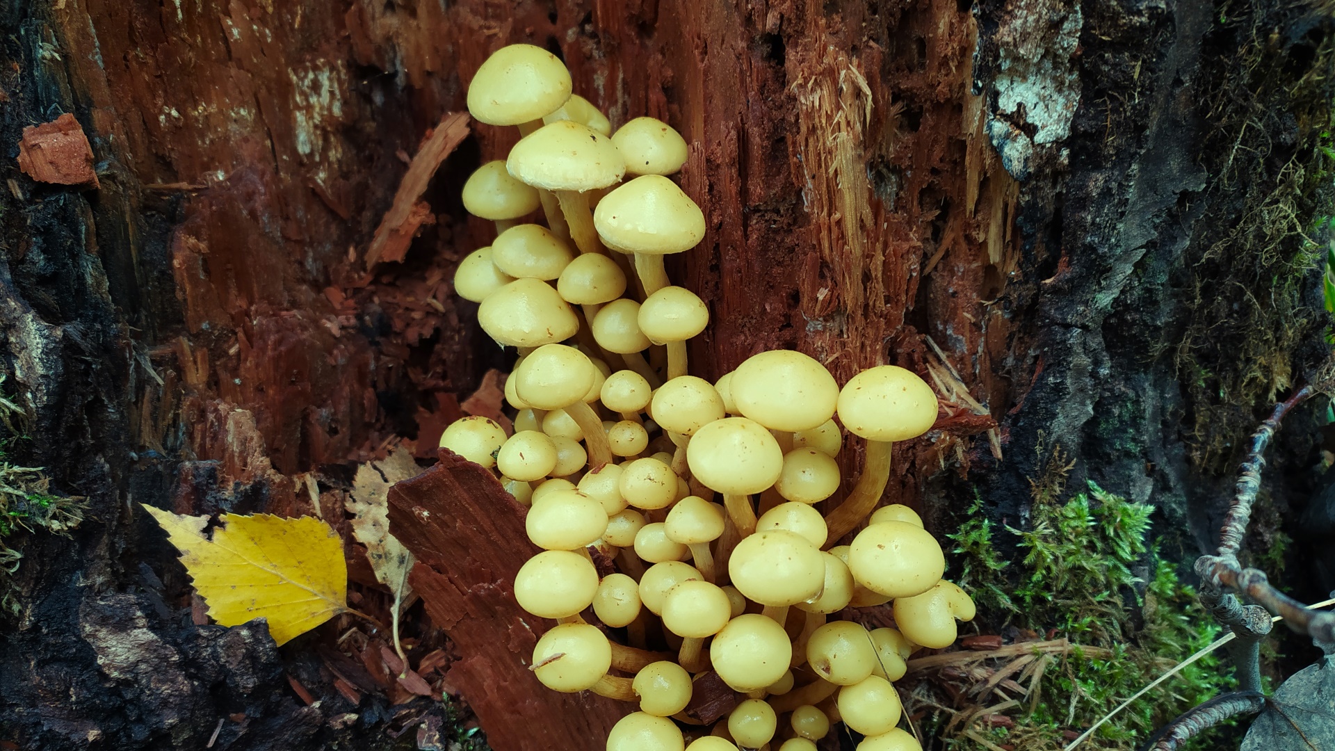 Чешуйчатка ольховая (Pholiota alnicola). Как выглядит гриб на месте произрастания.