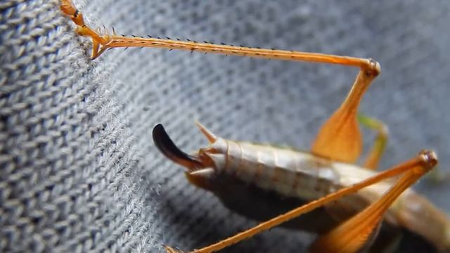nikon coolpix l820 macro test video