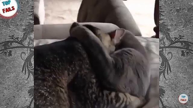 ШОК.Кошки целуются как люди. OMG
