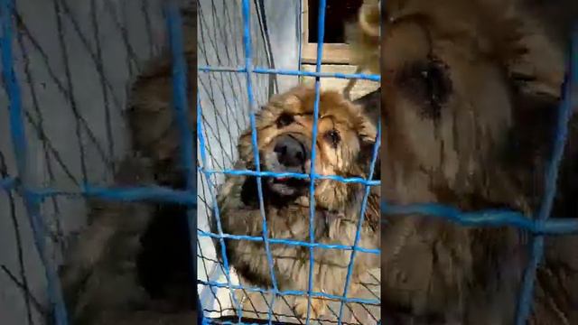 "Моя святая святых" - Донецкий приют «4 ЛАПКИ» часть 1