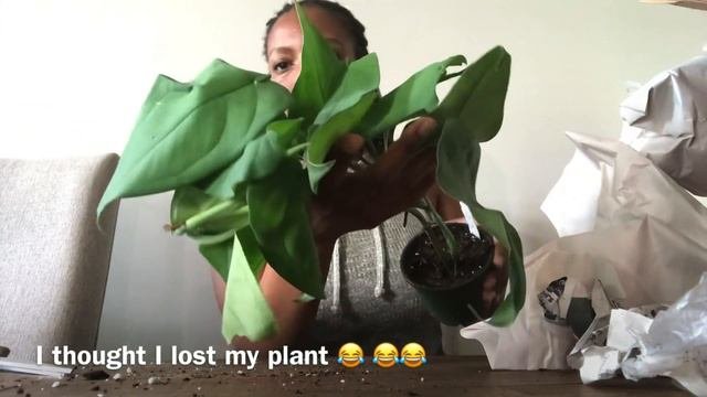 Wishlist Plant Unboxing| Steve’s Leaves & Unsolicited Plant Talks