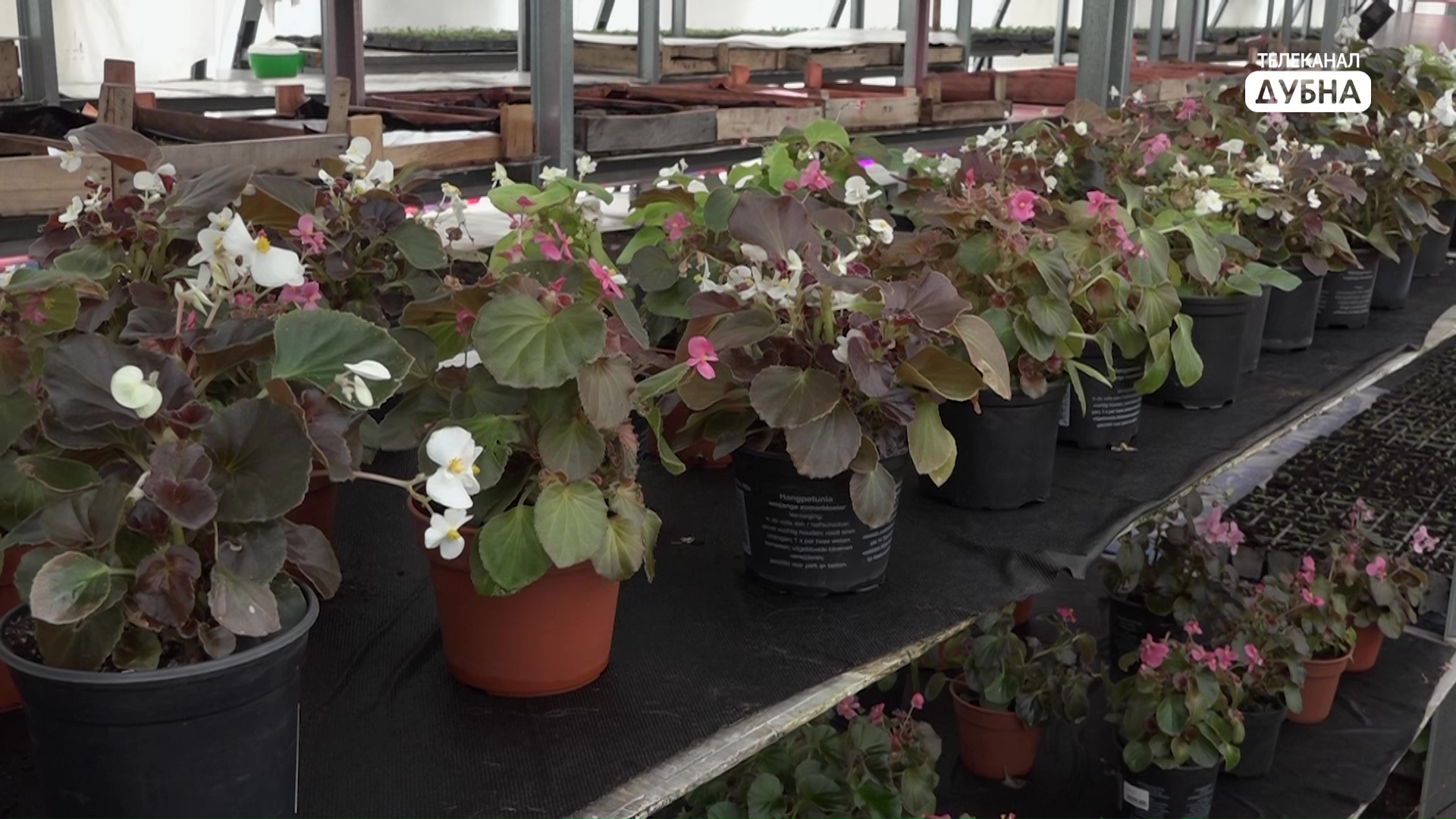 Более 6 миллионов растений готовят к высадке на клумбы в Дубне